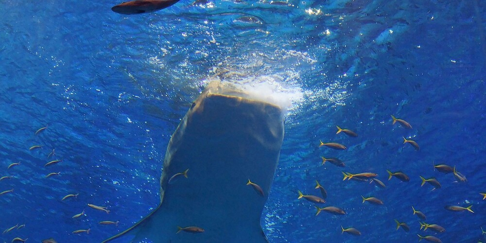 子供用の遊び場 - 屋内
