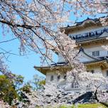 春に行きたい桜の名所！見ごたえのある「小田原城」をご紹介♪