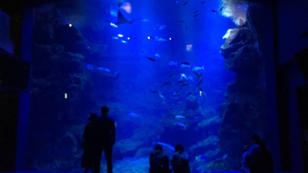 「京都水族館」へ
ひと味違った京都観光を / 2