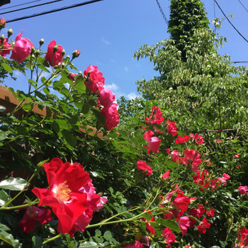 季節を感じるガーデンで、看板犬と戯れてみて♩3519538