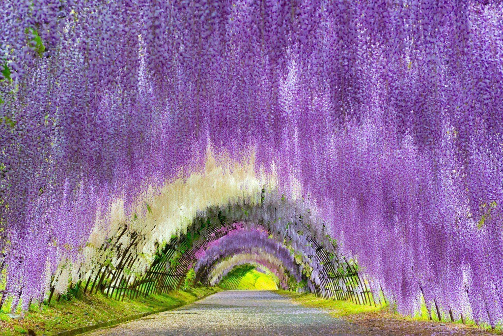 西日本 藤の花の優美な優しさに包まれる絶景スポット8選 Icotto イコット