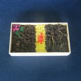 マリン（マリン）