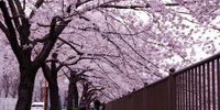 中目黒・花見ができる目黒川沿いにあるカフェ