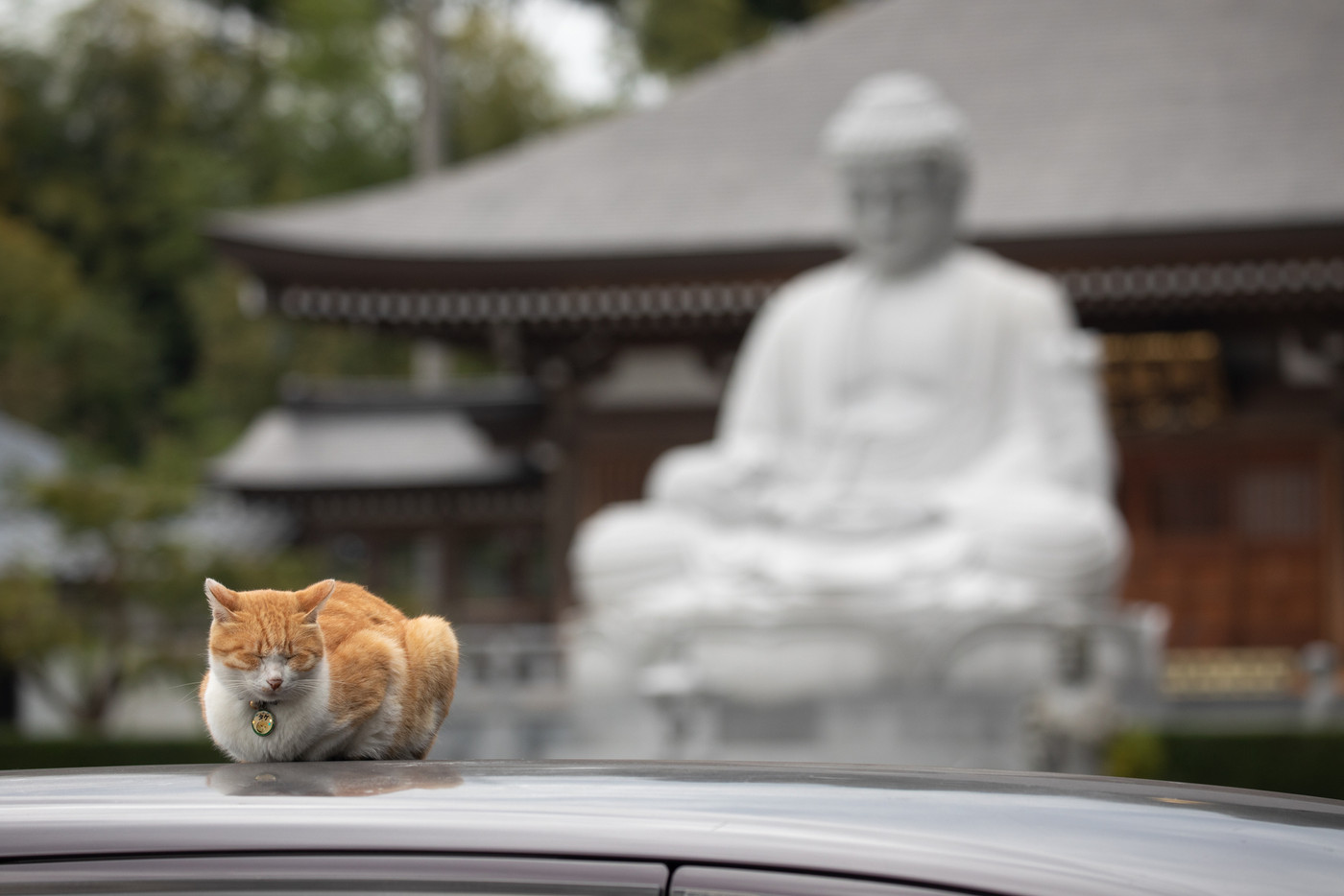 なんだか癒されてしまう、猫がもつ不思議な力4090812