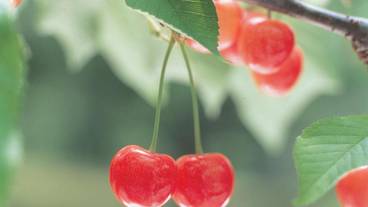 Cherry / 18