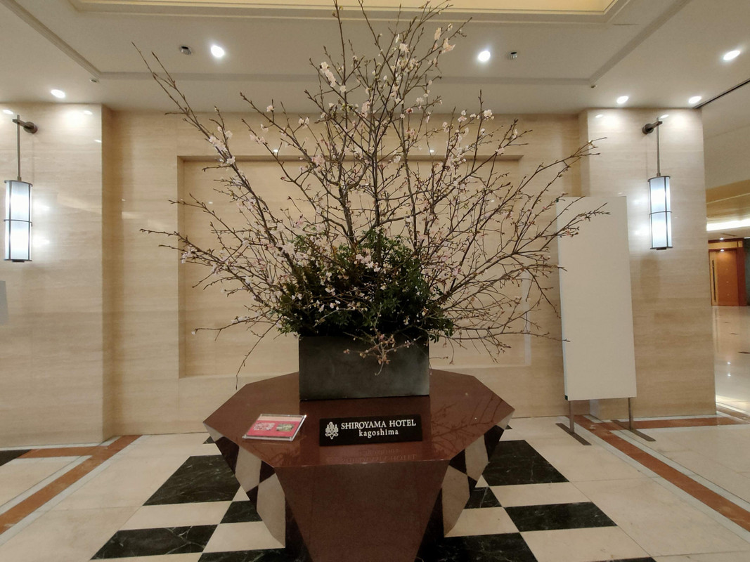 1月31日、桜が出迎えてくれました