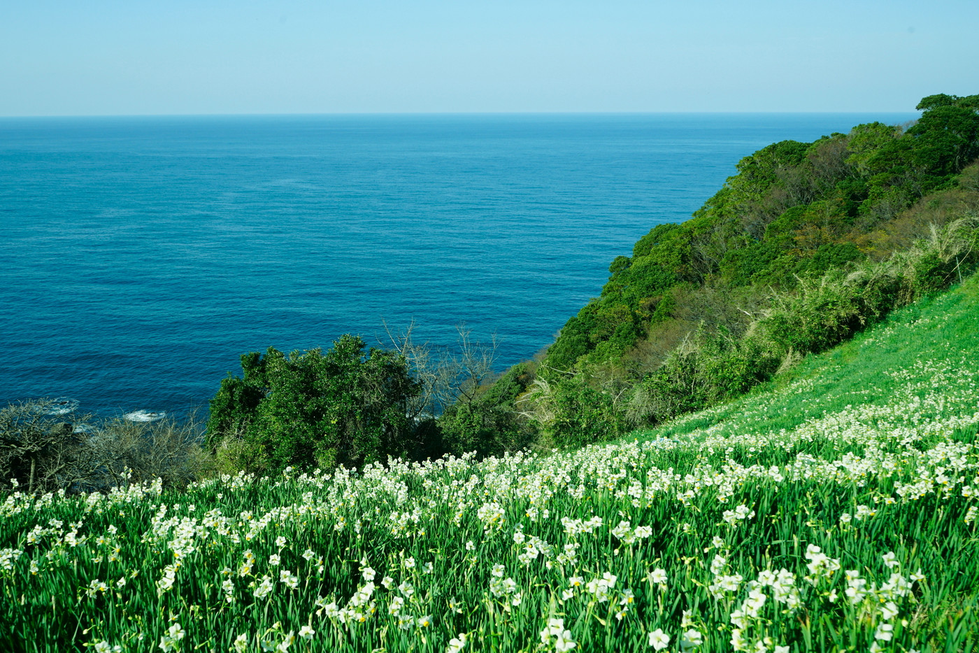 越前海岸　水仙