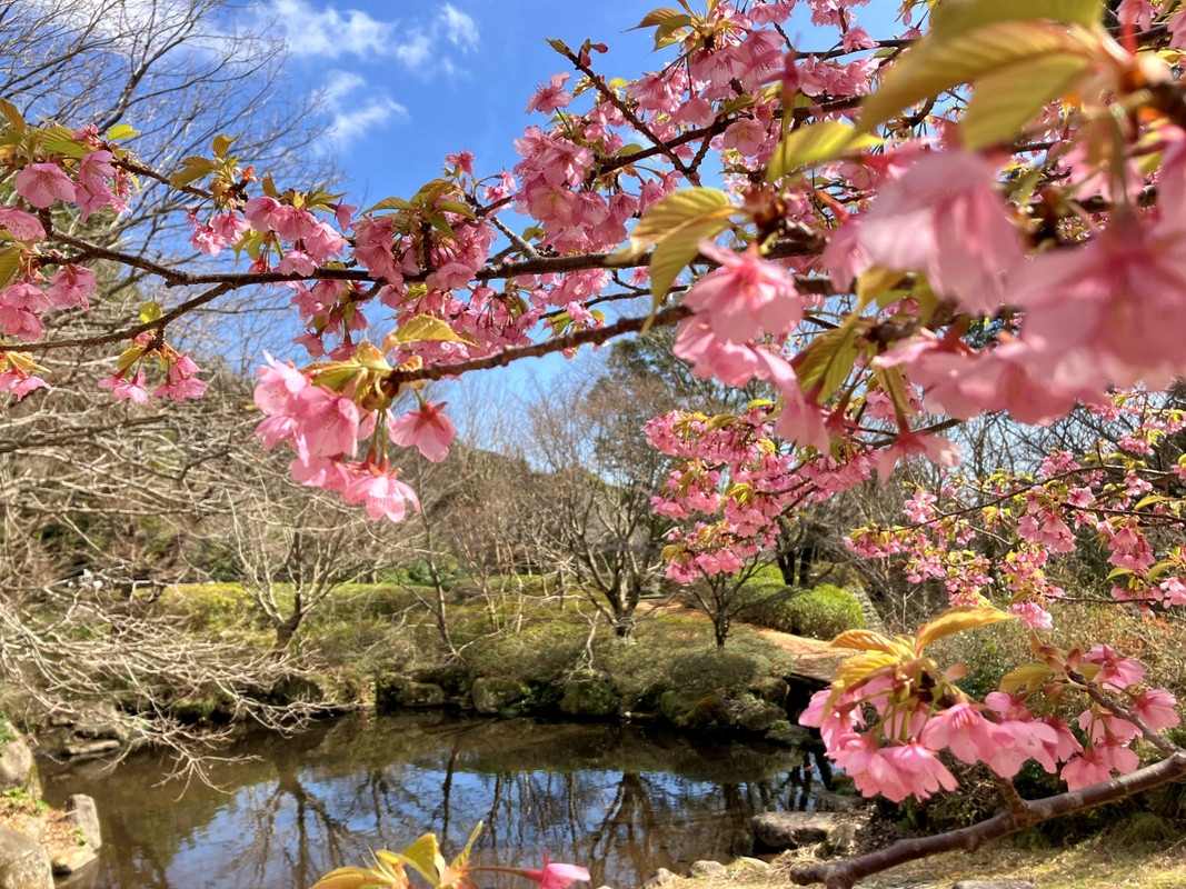 幕山公園②
