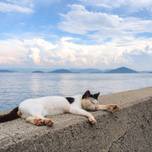 ニャンコに癒される♡猫好きに捧ぐ猫だらけの「猫島」10選【全国】