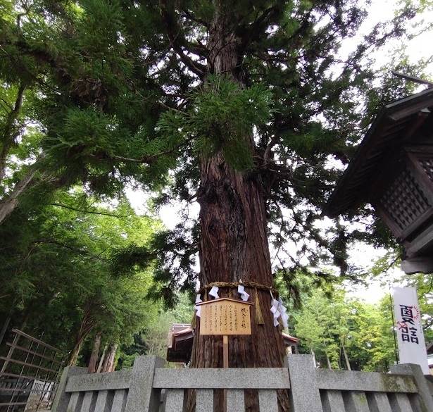 諏訪大社下社 秋宮 ご神木 / 2