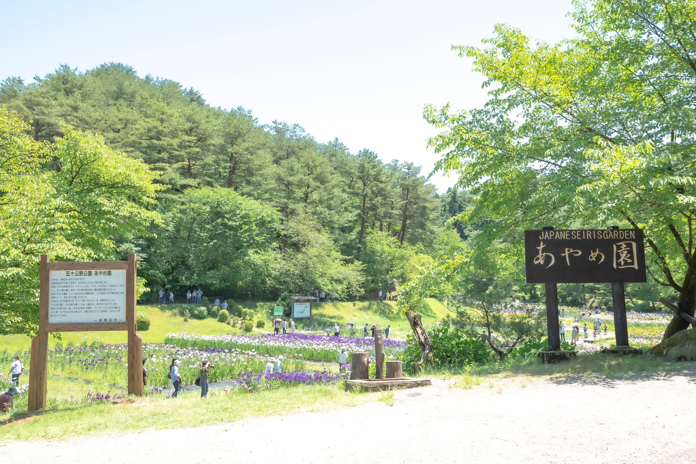 新発田 五十公野公園 あやめ園 （新潟）