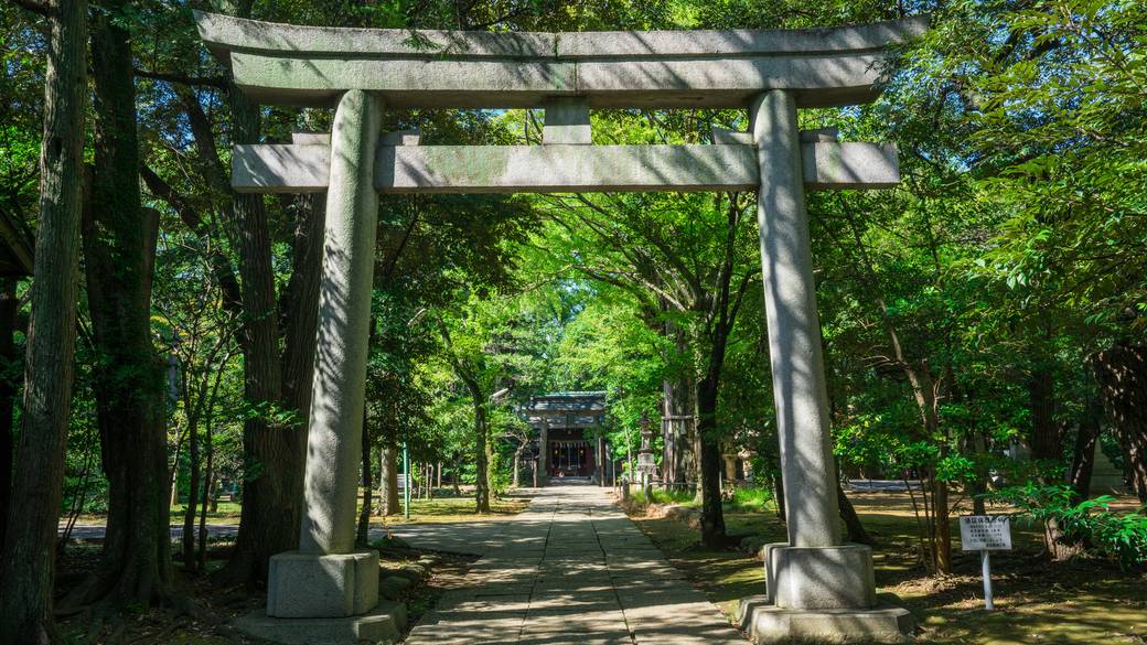 新緑がまぶしい
早朝のお散歩 / 1