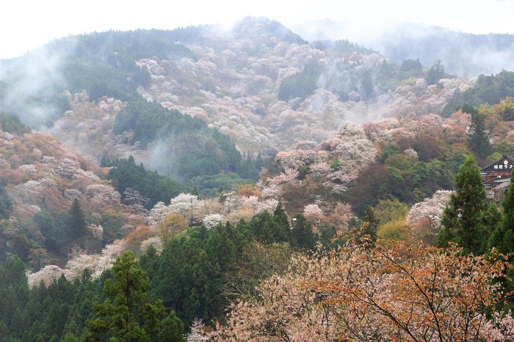 【世界遺産】 吉水神社1071074