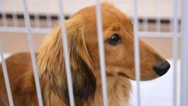 ペット同伴可 / 9