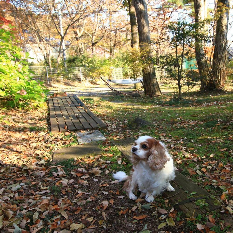 テラス / パティオ