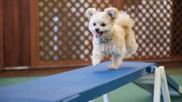 ペット用設備・サービス / 6