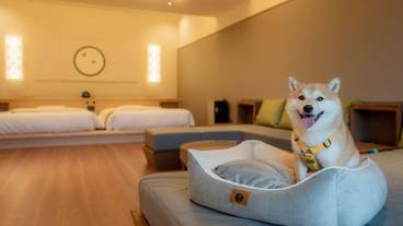 別邸／ワンちゃんOKプレミアムスイート① / 11