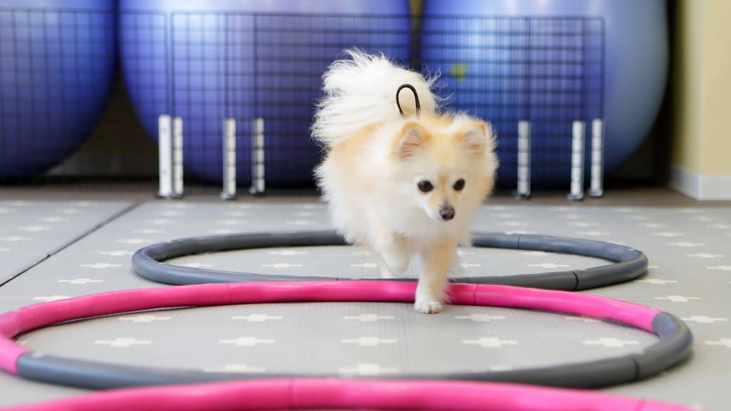 ワンちゃんアクティビティ / 5