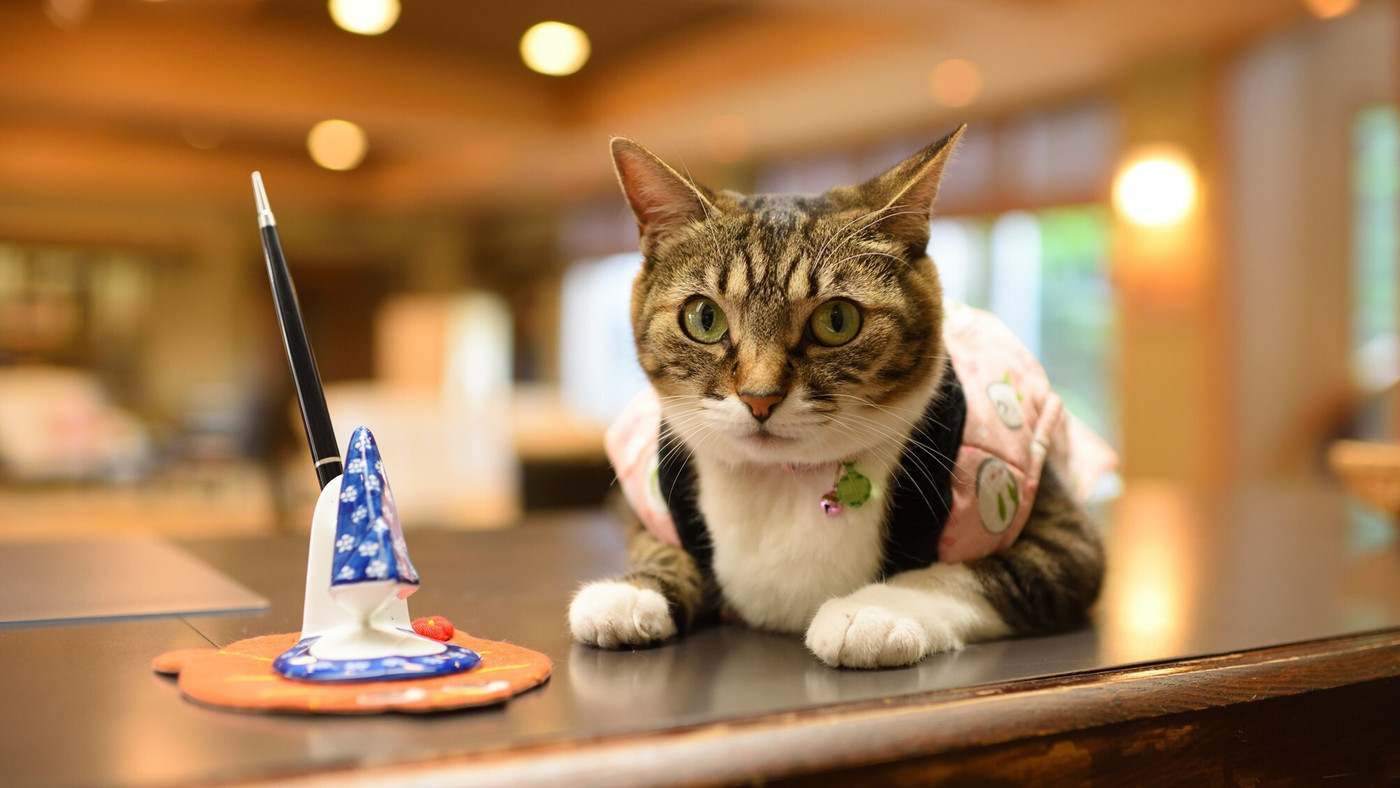 看板猫がお出迎え！温かいおもてなしが自慢のファミリー歓迎老舗宿4058146