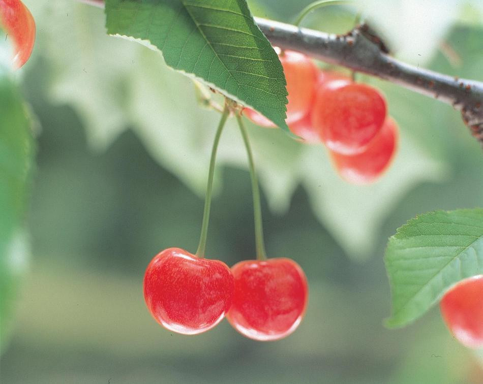 Cherry