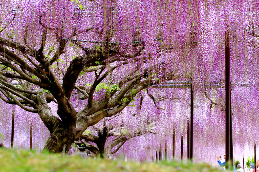 四季のお花に心が華やぐ。世界にも認められる日本の美景2025229