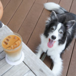 熱海のペットと泊まれるホテル&旅館5選♪旅行は愛犬愛猫と一緒に!