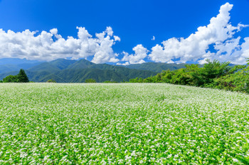 Nagano_ Spectacular scenery of buckwheat flowers blooming in the clear autumn sky