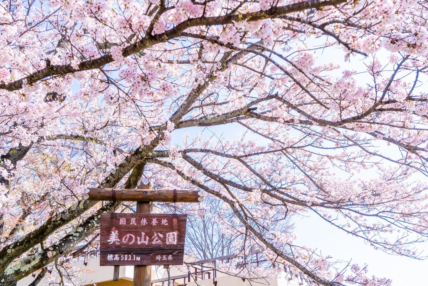 【埼玉県】桜の名所・美の山公園