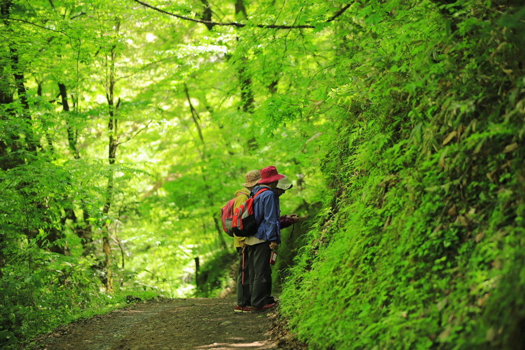 緑のトンネルを二人で散策！3916002