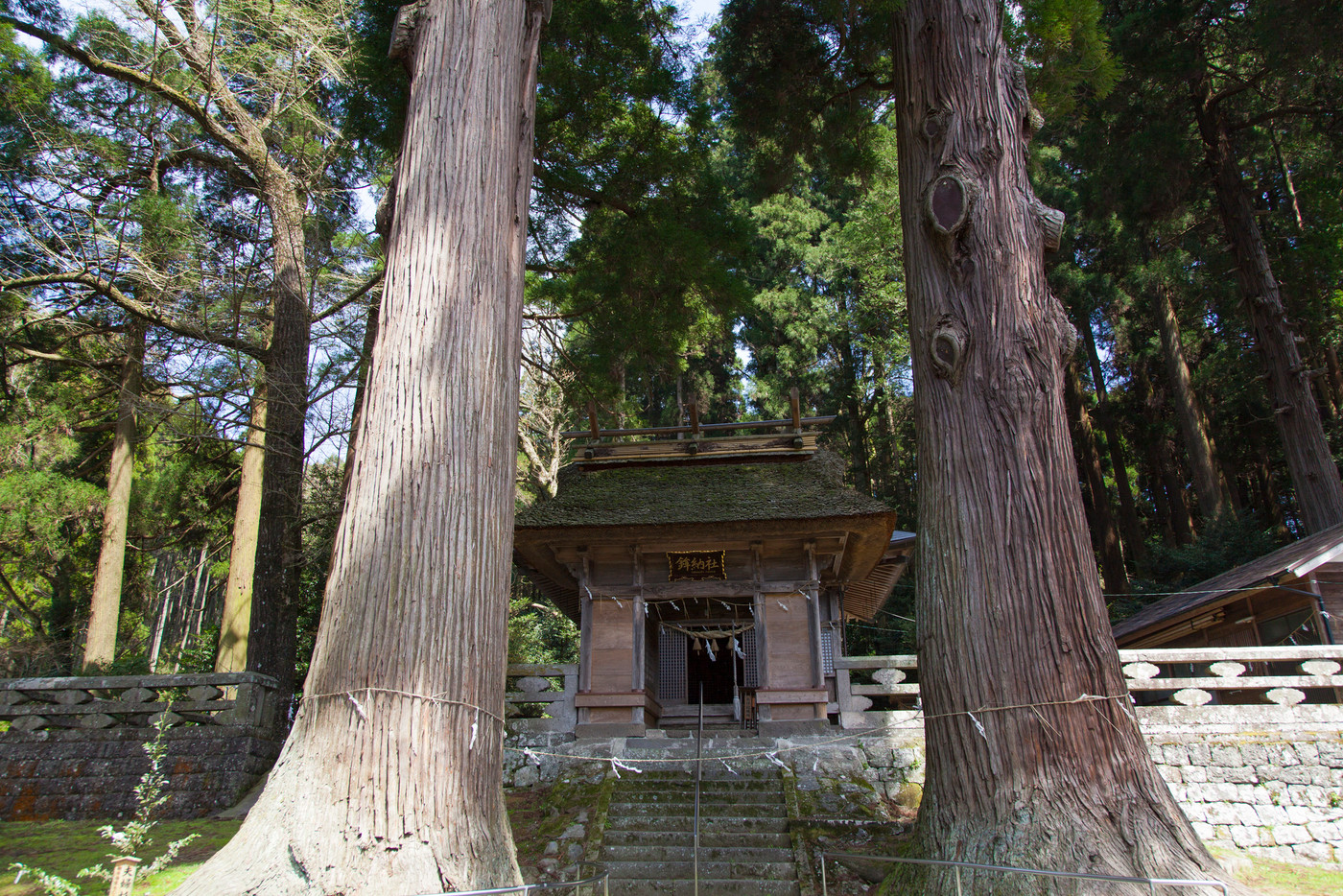 宝来吉見神社の夫婦杉と楼門2