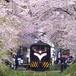 レトロな列車が桜のトンネルを走る！青森県芦野公園でお花見♪