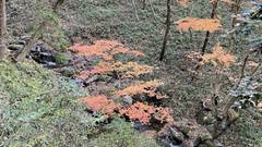 新那須高原温泉 こころのおやど 自在荘