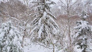 ベーシック ツインルーム ガーデンビュー 別館