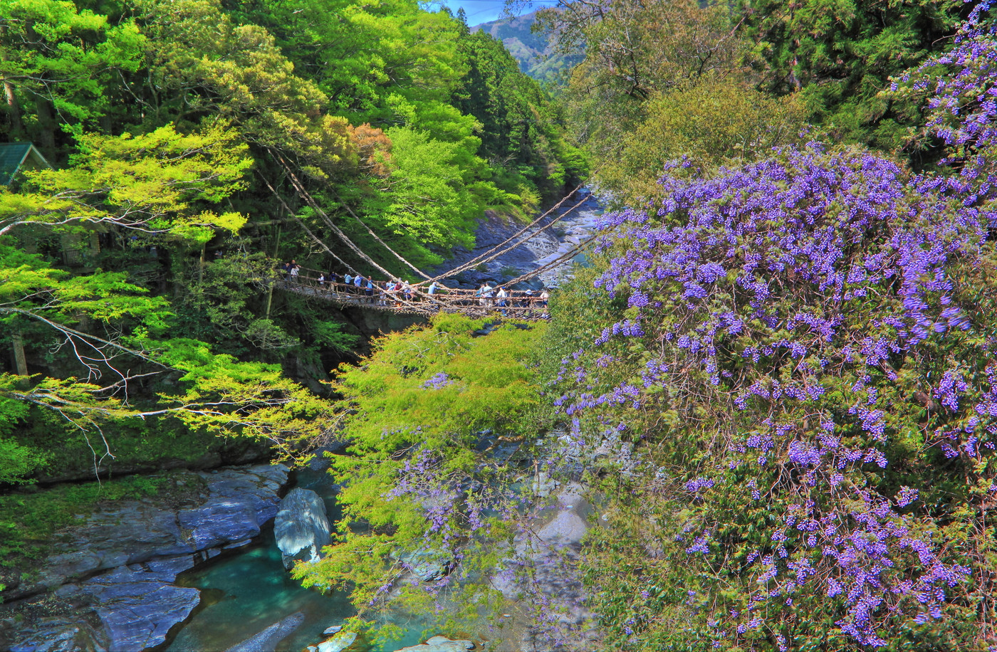 【徳島県】新緑の祖谷のかずら橋
