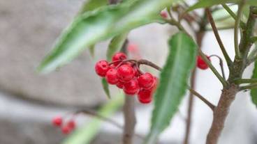 ガーデン ビュー / 5