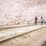 春の京都旅行はここへ行こう！桜から絶景までおすすめ観光スポット12選
