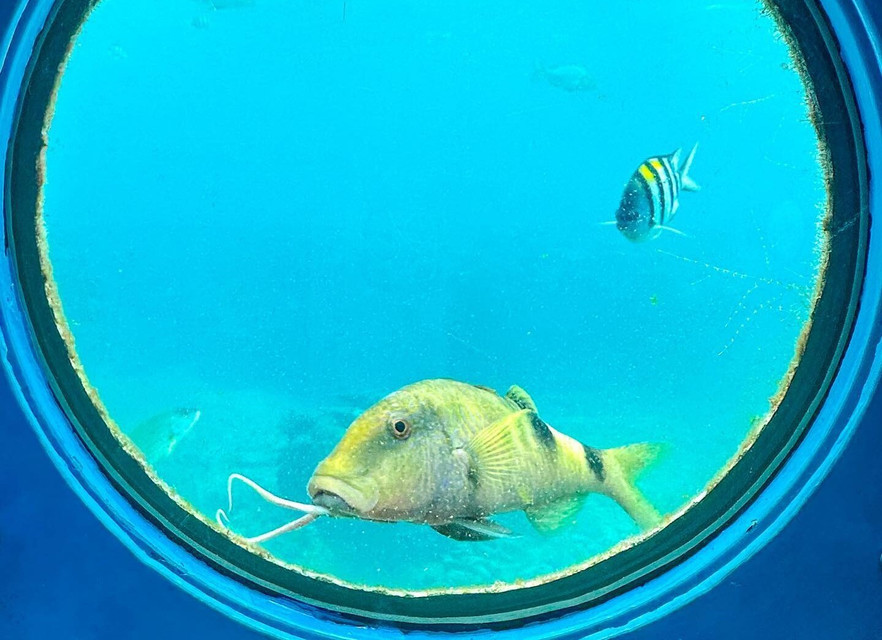 海中展望塔の窓から見える魚