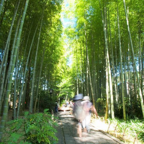 竹林の小径