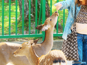 奈良観光の中心！広大な敷地の公園4091207