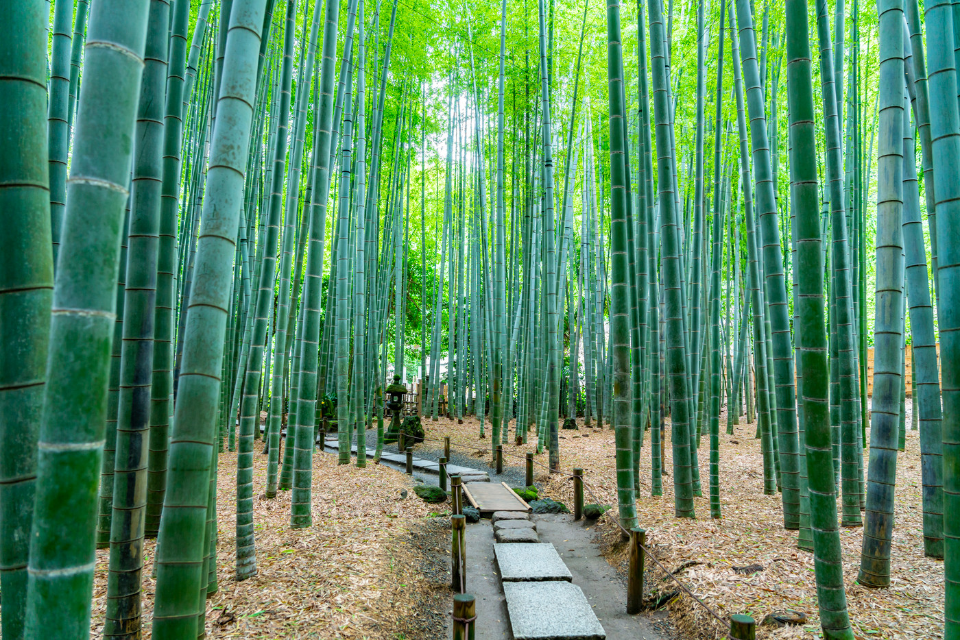 鎌倉の風を感じる旅館はいかがでしたか？3846603
