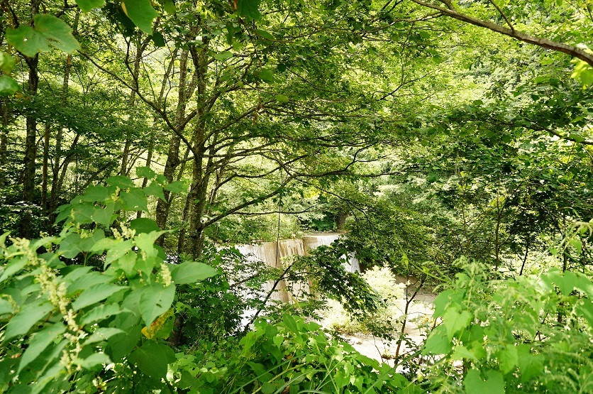 平湯大滝まで歩いてみよう4025413