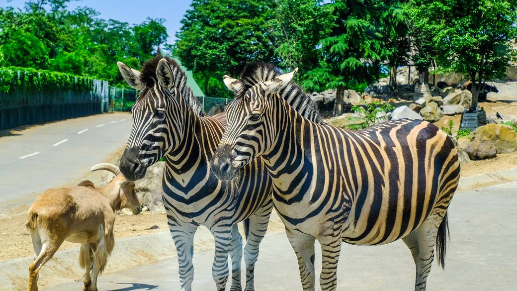 間近で見る動物は圧巻！
「群馬サファリパーク」 / 2