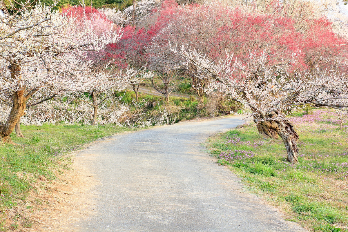 おおくぼ台梅園
