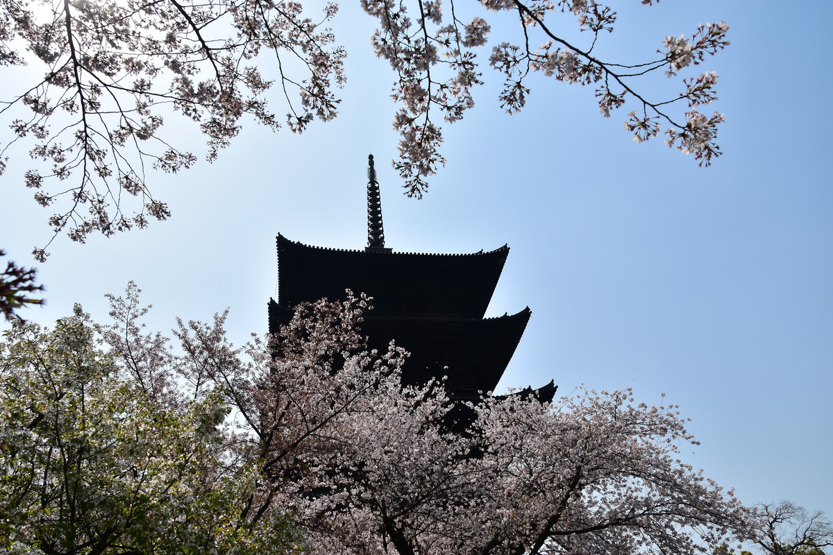 五重塔と桜