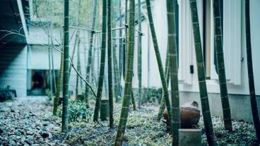 中庭の竹林① / 11