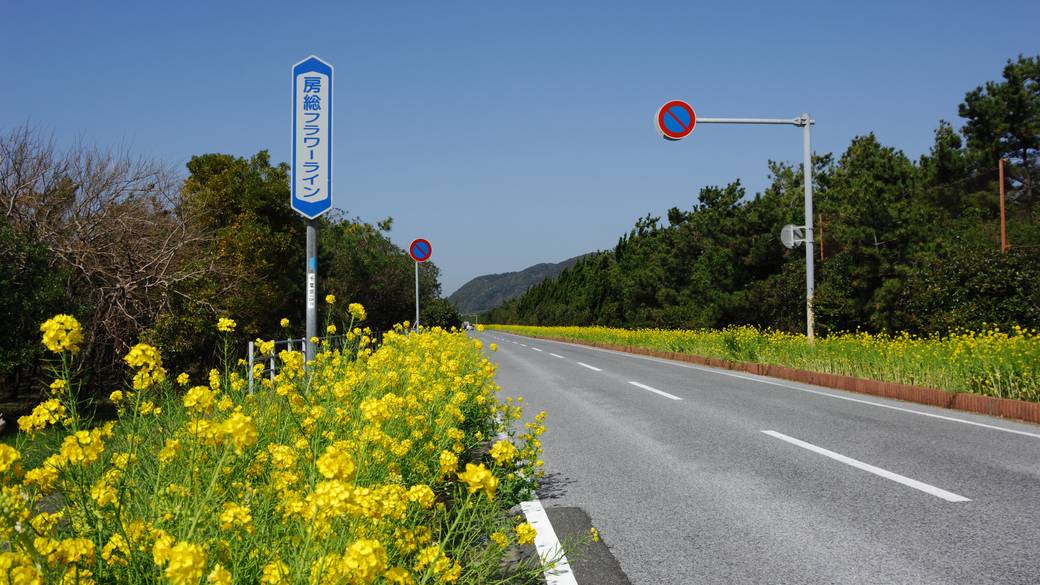 ドライブで行こう
房総フラワーライン / 1