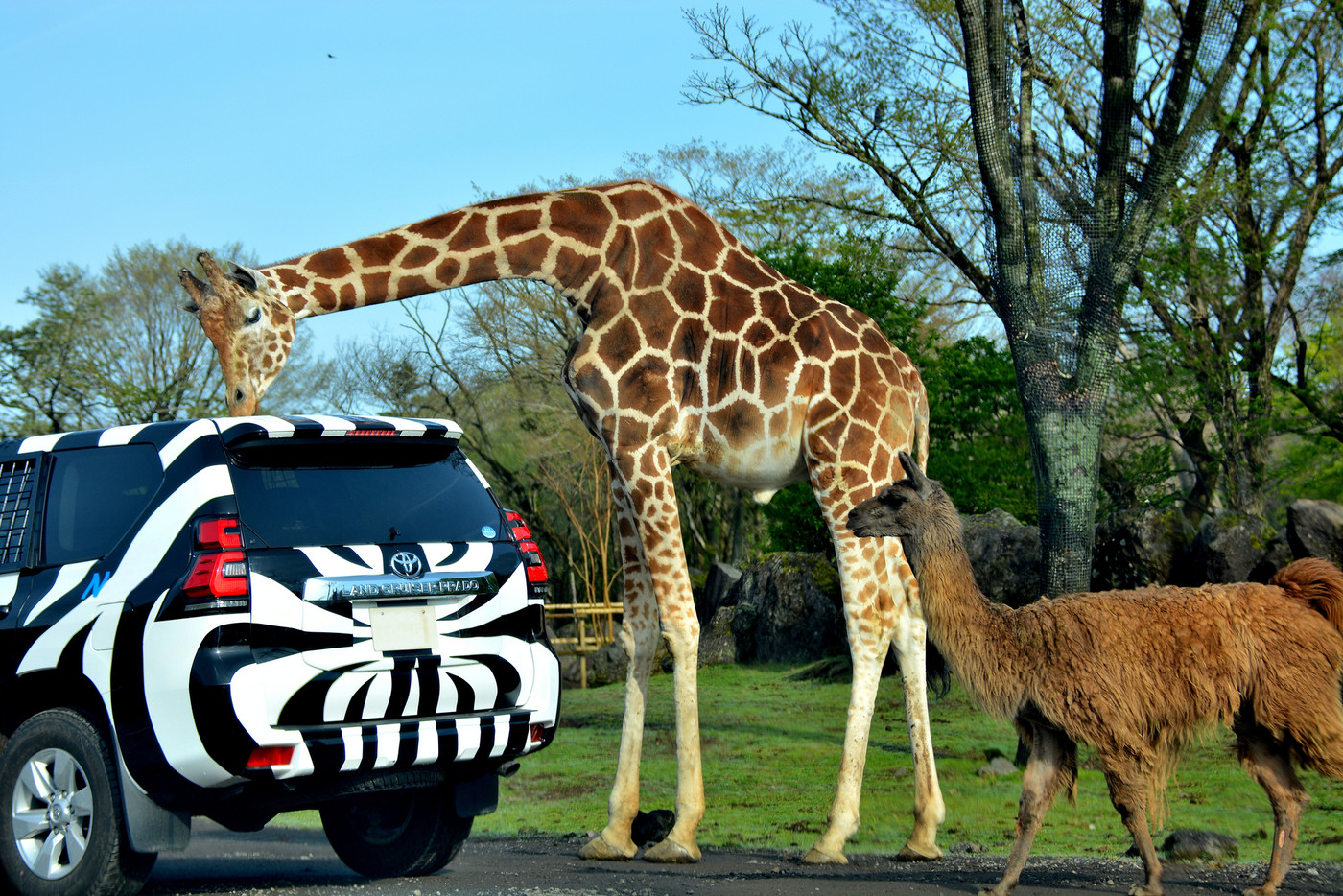 サファリパーク・エサをねだるキリン（２）