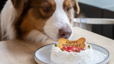 ペット同伴可 / 1