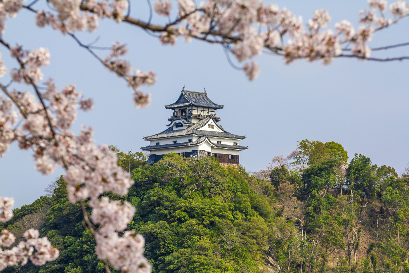 愛知県　犬山城　桜