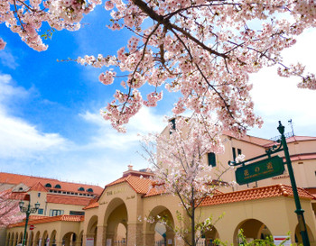 桜が満開の宝塚大劇場